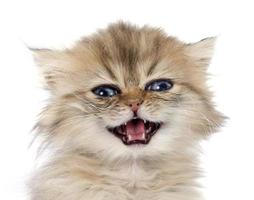persisches Kätzchen foto
