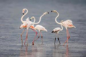 der kleinere Flamingo, der die Hauptattraktion für Touristen ist