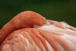 der Flamingo juckt