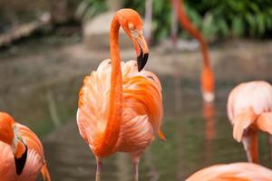 Nahaufnahme wildes Leben rosa Karibik Flamingo foto