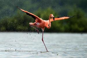 Der Flamingo läuft auf Wasser mit Spritzern foto