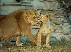 Löwin mit ihrem kleinen Jungen