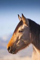 wildes Wildleder-Mustangporträt mit blauem Himmelhintergrund foto