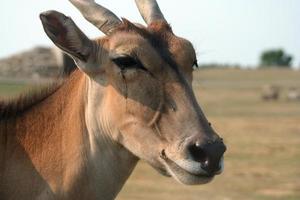 Antilope foto