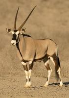 Gemsbok Antilope