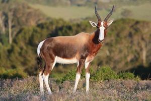 Bontebok-Antilope foto
