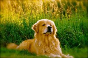 Golden Retriever glücklicher Hund foto