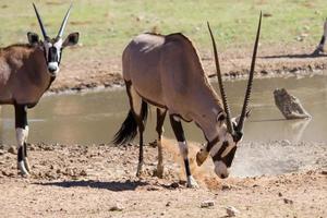 durstiges Oryx-Trinkwasser am Teich in der heißen trockenen Wüste