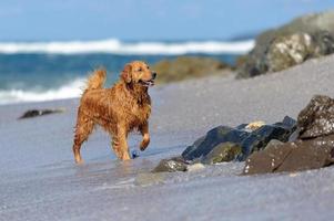 junger Golden Retriever am Strand foto