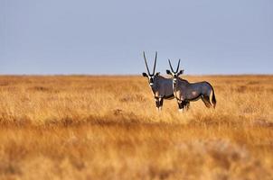 zwei Oryx in der Savanne