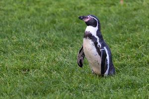 Humboldt-Pinguin, der auf dem Gras steht foto