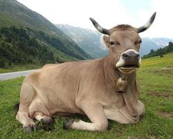Kuh, die auf einer Almwiese in Österreich ruht foto