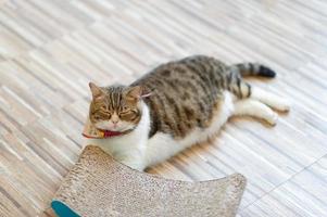 süße und verspielte Haustierkatzen, die im Haus sitzen, das Konzept eines treuen Liebhabers foto