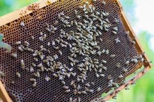 Waben mit Honigbienen