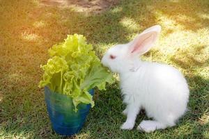 Kaninchen, das grünen Salat isst foto