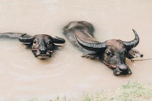 zwei Büffel schwimmen im Kanalwasser foto