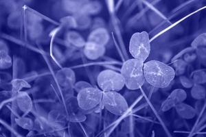 Kleeblätter Nahaufnahme im Gras. natürliches Muster, Hintergrund. st. Patricks Tag. violette Tönung sehr peri foto