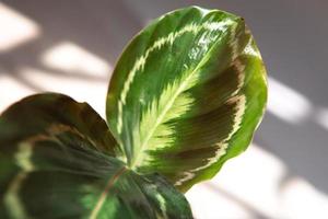 calathea roseopicta medaillon und marion-sorte - nahblatt auf der fensterbank bei hellem sonnenlicht mit schatten. Topfpflanzen, grüne Wohnkultur, Pflege und Anbau foto