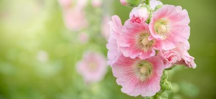 Nahaufnahme der rosafarbenen Blume der Naturansicht auf unscharfem grünem Blatthintergrund unter Sonnenlicht mit Bokeh und Kopienraum unter Verwendung der natürlichen Pflanzenlandschaft des Hintergrundes, Ökologieabdeckungskonzept. foto