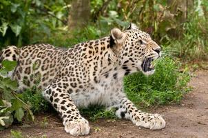 knurrender persischer Leopard