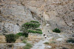 junges Paar beim Wandern in den Bergen foto