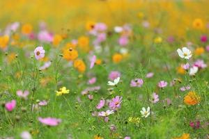 Rosa, gelbe und weiße Kosmos-Blumenwiese im Sommer für Natur- und Bauerngarten-Designzwecke foto