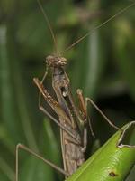 Gottesanbeterin, europäische gottesanbeterin (mantis religiosa) foto