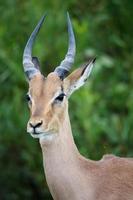 junges Impala-Antilopenporträt