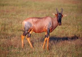 Antilope auf einem Hintergrund des grünen Grases foto