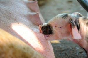 Neugeborene Schweine füttern foto