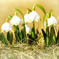 die ersten Frühlingsblumen, Schneeglöckchen auf der Wiese, ein Symbol für das Erwachen der Natur foto