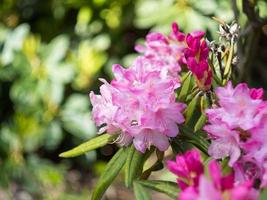 schöner Blumenhintergrund foto