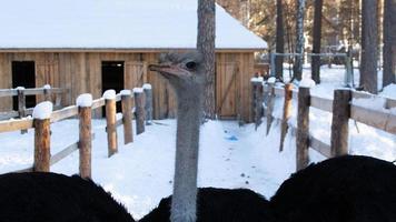 Porträt eines lächelnden Straußes in einem Winterpark. Straußenfarm. foto