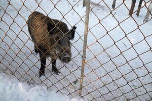 Wildschwein auf der Suche nach Nahrung auf einem Winterbauernhof. foto