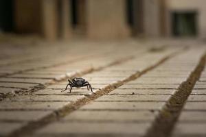 dunkler Käfer foto