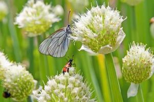 Schmetterling und Käfer auf der üppigen Frühlingszwiebel