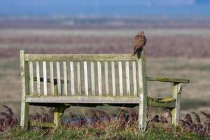 Turmfalke sitzt auf einer Bank und genießt die Abendsonne foto