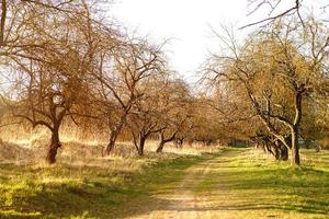 eine Allee von Bäumen ohne Blätter. Frühling, Herbst, Apfelgarten, Saisonalität, Trockenrasen. Natürlichkeit, Ökologie, Frühling. kopierraum, hintergrund foto