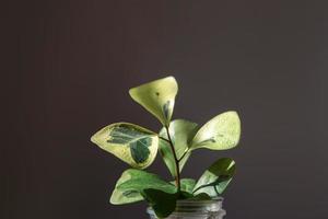 ficus triangularis kokoscremesorte in einem glas zur transplantation nahaufnahmeblatt auf der fensterbank bei hellem sonnenlicht mit schatten. Topfpflanzen, grüne Wohnkultur, Pflege und Anbau foto