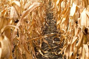 Reihen von reifem Mais auf einer trockenen Plantage. Weg zwischen Anpflanzungen von Getreide, Beeten mit Feldfrüchten. Platz für Text foto