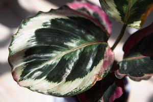 calathea roseopicta medaillon und marion-sorte - nahblatt auf der fensterbank bei hellem sonnenlicht mit schatten. Topfpflanzen, grüne Wohnkultur, Pflege und Anbau foto