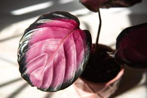 calathea roseopicta dottie, rosig-rosa blattnahaufnahme auf der fensterbank bei hellem sonnenlicht mit schatten. Topfpflanzen, grüne Wohnkultur, Pflege und Anbau, Marantaceae-Sorte. foto