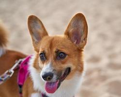 schöner Hund am Sandstrand. Corgi-Welpe geht im Sommer bei Sonnenschein in der Nähe der Küste in der Natur spazieren foto