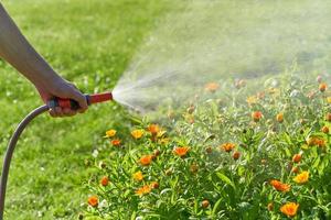 nicht erkennbare person gießt blumen und pflanzen mit schlauch im hausgarten foto