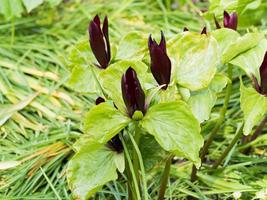 schöner Blumenhintergrund foto