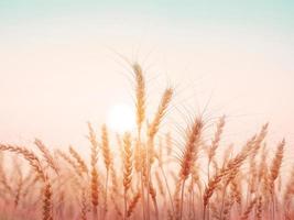 Goldenes Weizenfeld mit natürlichem Hintergrund des Sonnenuntergangs. foto