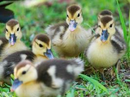 Sechs junge Enten, die zusammen in Minas Gerais, Brasilien, stehen.
