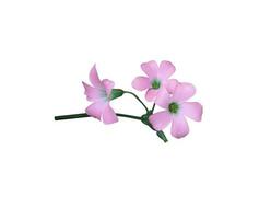 lila kleeblatt oder liebe pflanzenblumen. Nahaufnahme kleiner lila-rosa Blumenstrauß isoliert auf weißem Hintergrund. foto