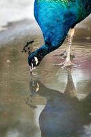 blauer Pfau in einem Zoo in der Krim-Nahaufnahme