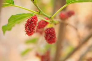 frische Maulbeere am Baum foto